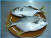 Golden Pompano Fish 