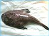 Monk Fish 