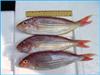 Threadfin Bream Fish 