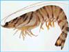 OCEAN CAUGHT SHRIMP